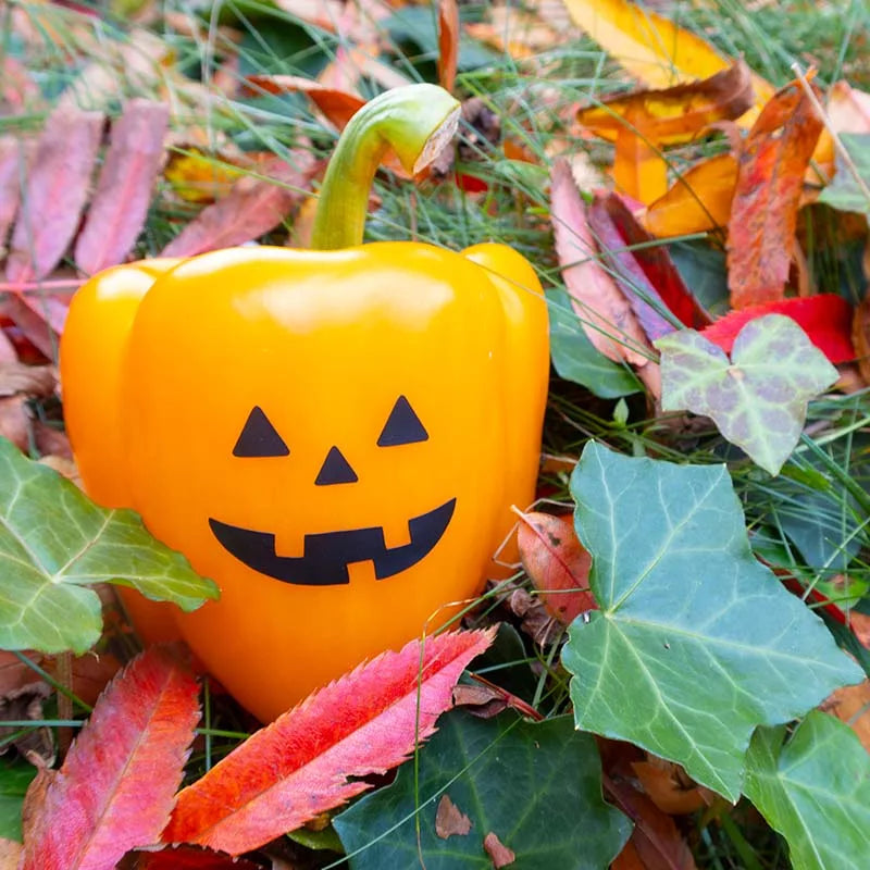Snabbfixad pumpa